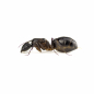 Preview: Camponotus barbaricus